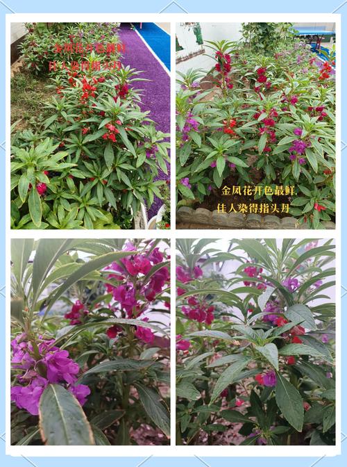 新鲜指甲草染发怎么染好看?新鲜指甲草染发怎么染好看图片