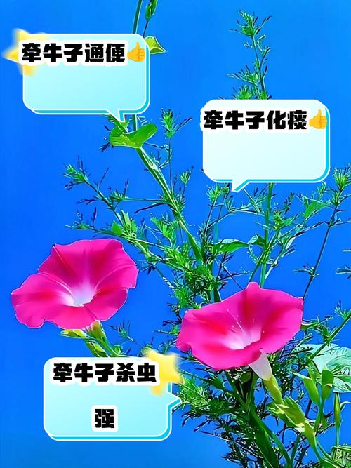 牵牛花是怎样传播种子的?？牵牛花是怎样传播种子的视频?