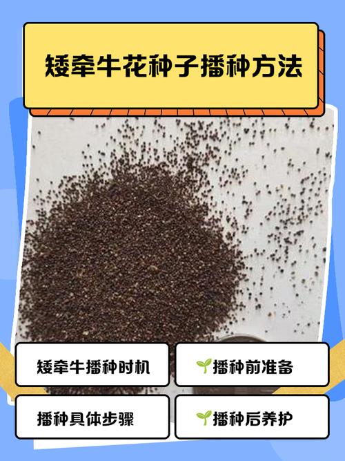 牵牛花是怎样传播种子的??牵牛花是怎样传播种子的视频?