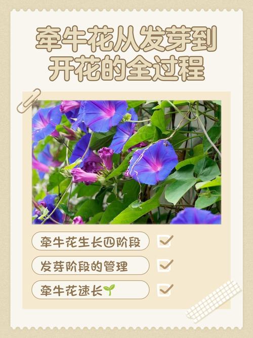 牵牛花是怎样传播种子的??牵牛花是怎样传播种子的视频?