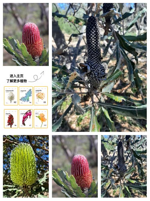 依靠弹力传播种子的植物?借助弹力传播种子的植物