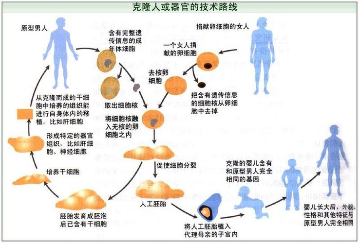 扣扣中的克隆是什么意思?克隆是什么?