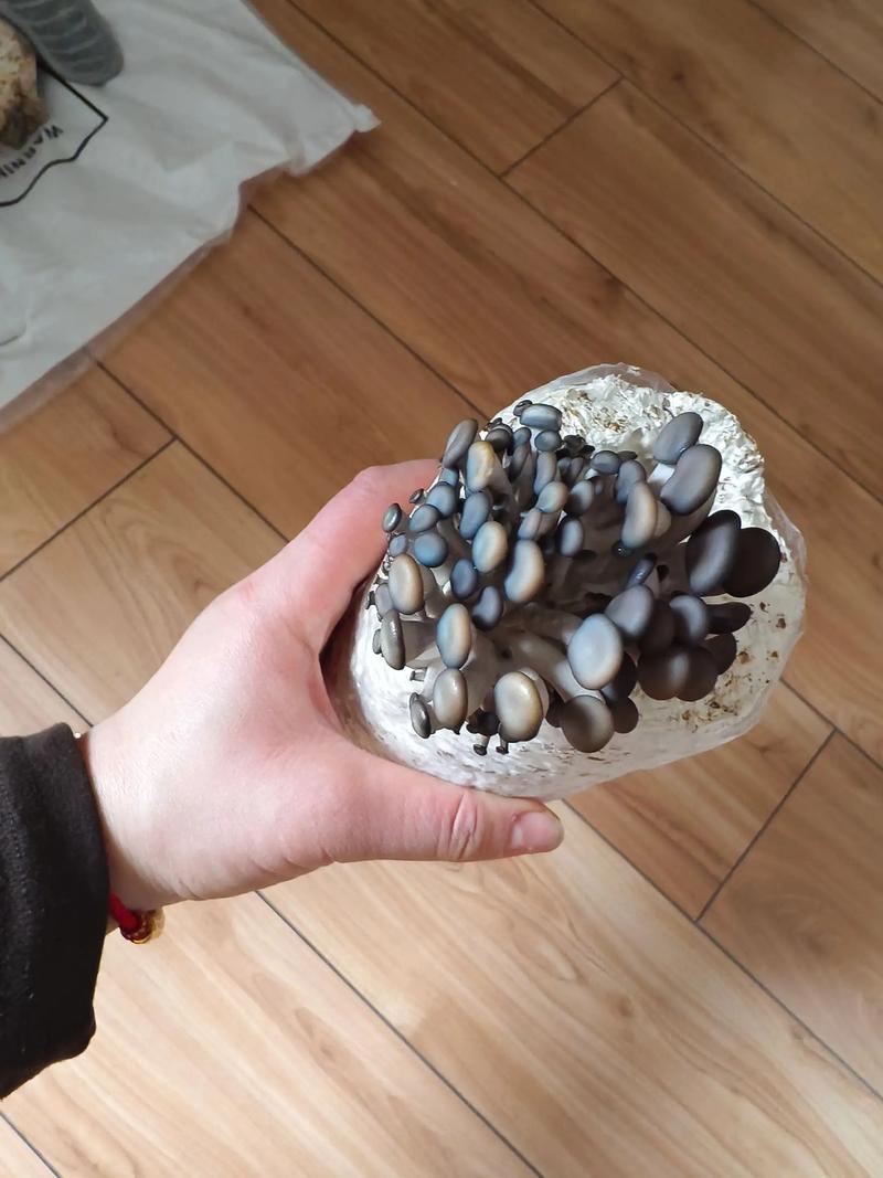 平菇发酵料栽培原理？平菇发酵料栽培原理是什么