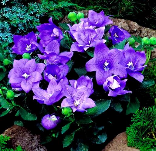 桔梗花的原产地是哪里？桔梗花产自哪里