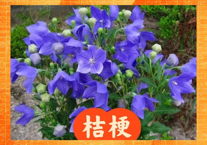 桔梗花的原产地是哪里?桔梗花产自哪里