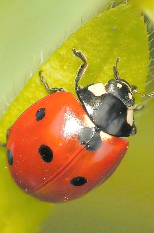 七星瓢虫有病毒吗?七星瓢虫有毒嘛