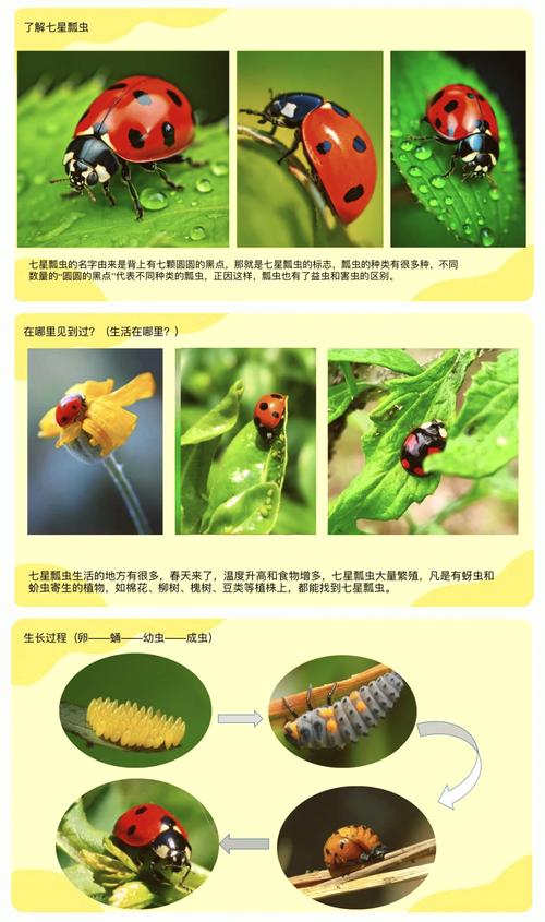 七星瓢虫有病毒吗?七星瓢虫有毒嘛