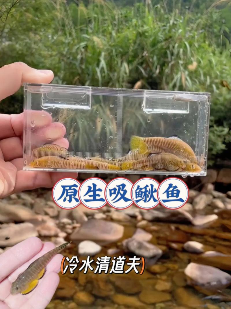 清道夫是干什么的??清道夫是干什么的职业