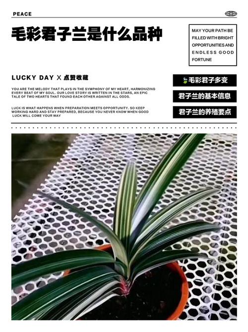 君子兰分为哪几种？君子兰种类有哪些