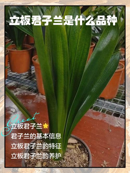 君子兰分为哪几种?君子兰种类有哪些