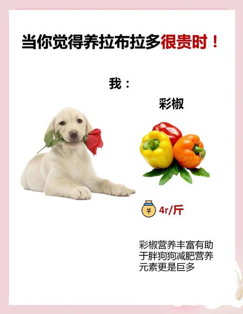 拉布拉多犬怎么训?拉布拉多犬如何驯养