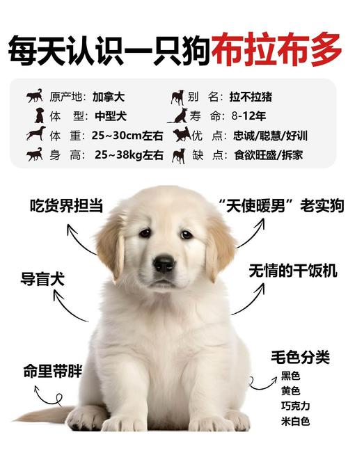 拉布拉多犬怎么训?拉布拉多犬如何驯养