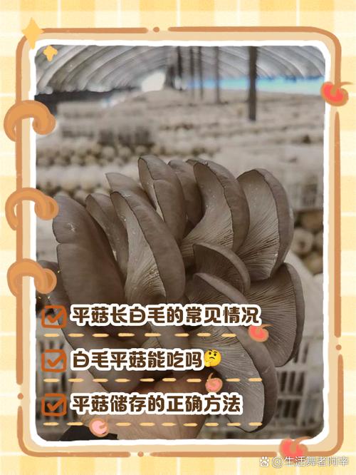 平菇菌丝弱是怎么回事?平菇接种后菌丝很弱