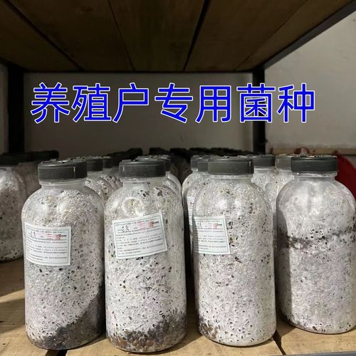 平菇菌丝弱是怎么回事?平菇接种后菌丝很弱