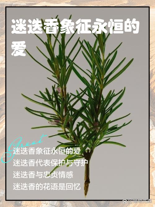请问迷迭香的花语和传说是什么？迷迭香的花语和含义