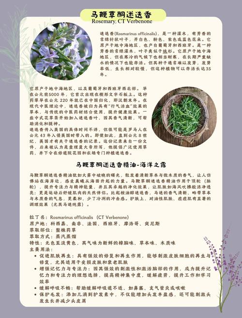 请问迷迭香的花语和传说是什么?迷迭香的花语和含义