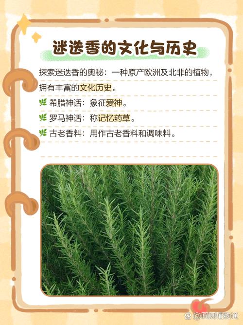 请问迷迭香的花语和传说是什么?迷迭香的花语和含义