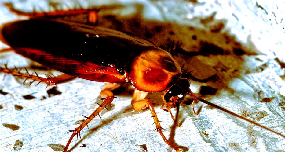 蟑螂存在的早还是恐龙存在的早?蟑螂是不是恐龙年代的生物