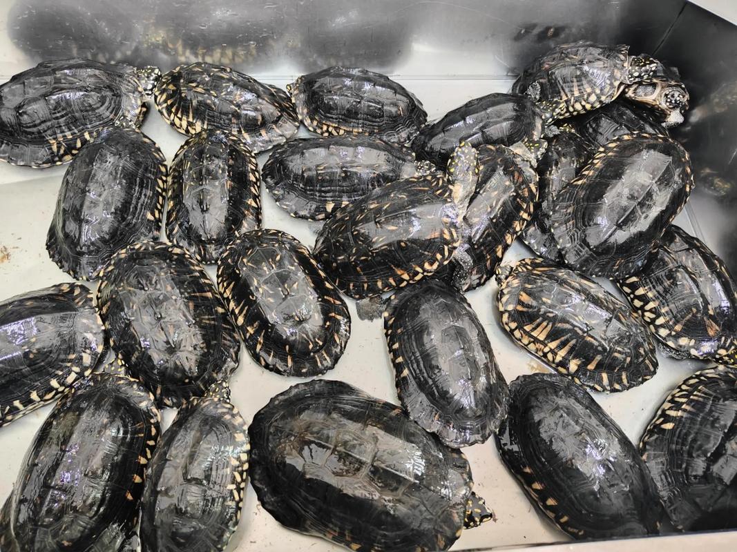 斑点龟和剃刀龟可以一起养吗？斑点龟和剃刀龟哪个好