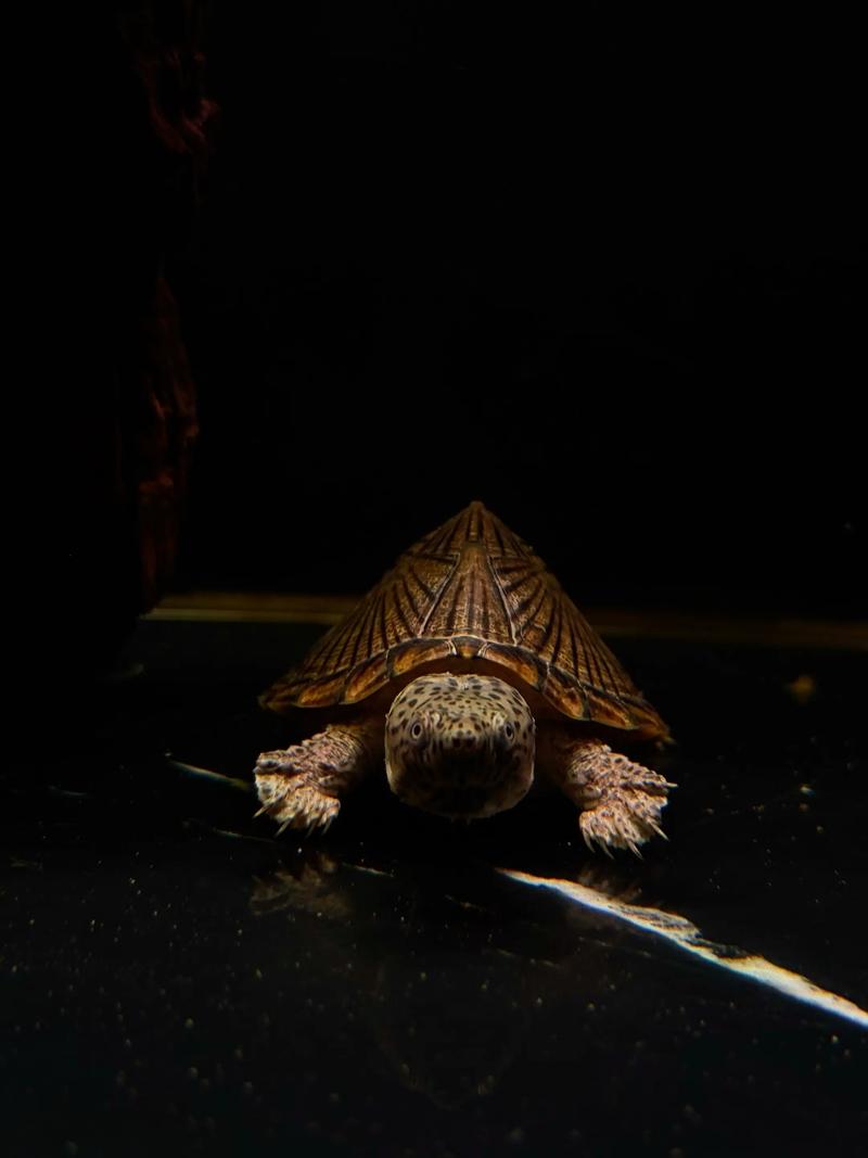 斑点龟和剃刀龟可以一起养吗?斑点龟和剃刀龟哪个好