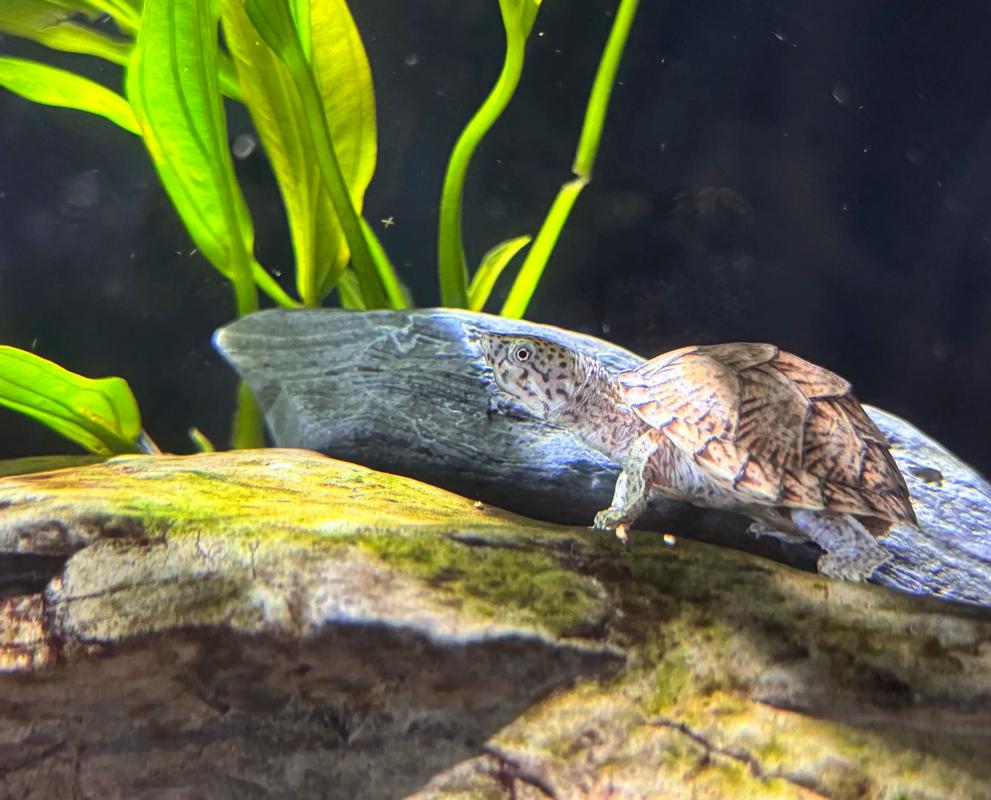 斑点龟和剃刀龟可以一起养吗?斑点龟和剃刀龟哪个好