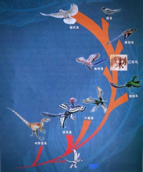 恐龙是怎么演化为鸟类的思维导图?恐龙是如何演化成鸟类的思维导图