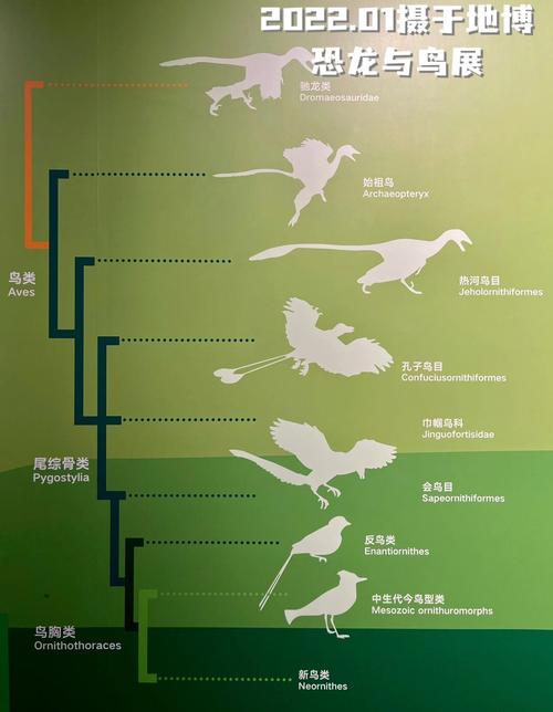 恐龙是怎么演化为鸟类的思维导图?恐龙是如何演化成鸟类的思维导图