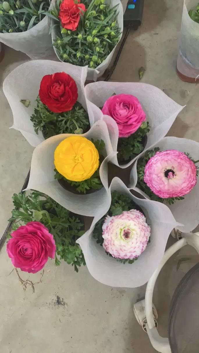 芹叶牡丹花期多长时间？芹叶牡丹夏天怎样养护