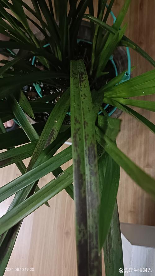 兰花叶上有黑点怎么办？兰花叶上有黑斑点怎么治