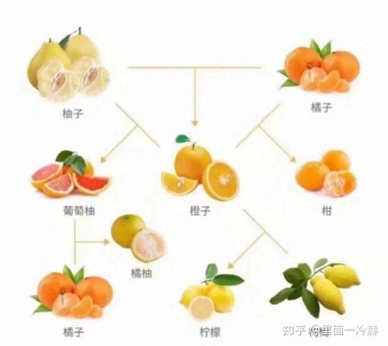 苹果和橘子哪个营养价值高?苹果和橘子谁的营养价值高