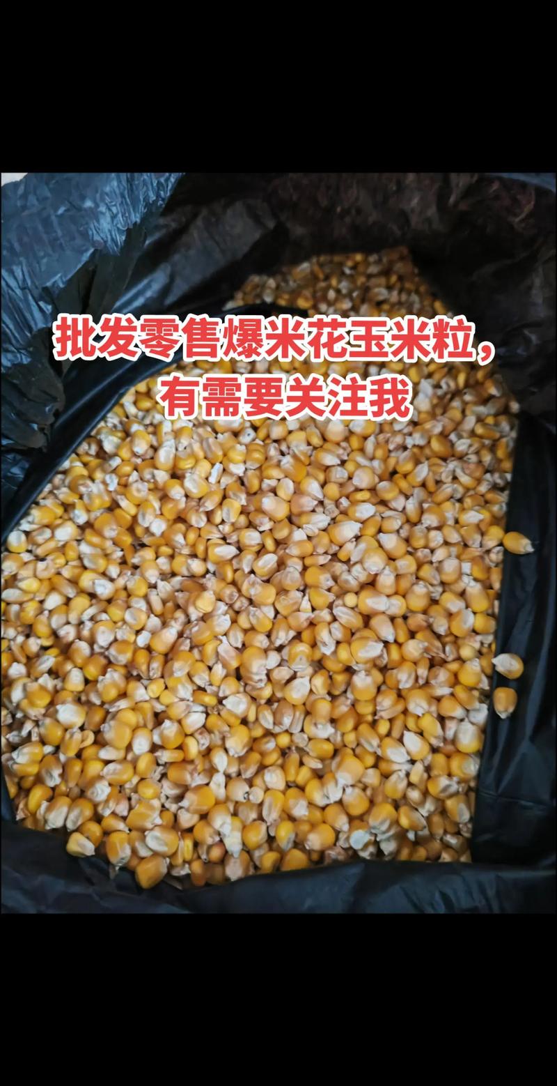 普通玉米不能做爆米花吗？普通玉米可以爆米花吗