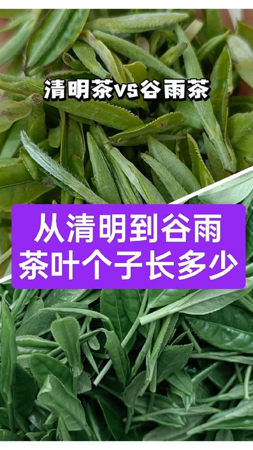 谷雨茶又被称为什么茶?谷雨茶属于什么茶类