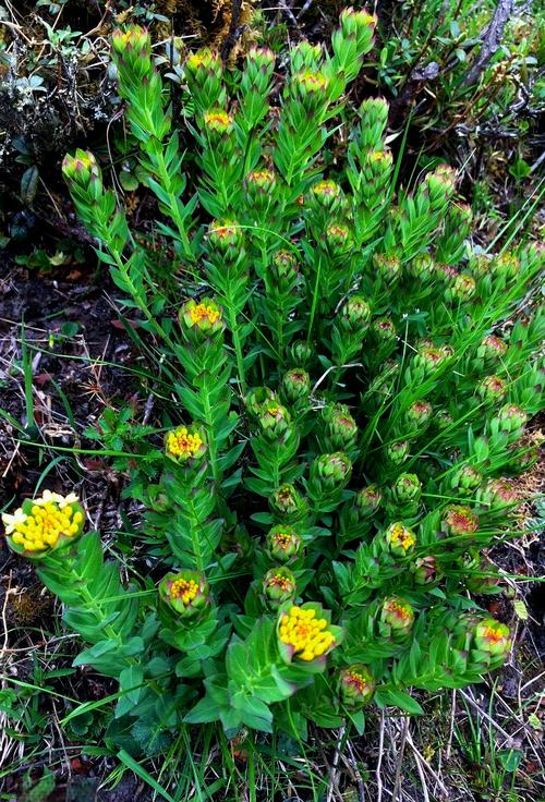 狼毒花中常发原型的结局？狼毒花常发骗酒喝是哪一集