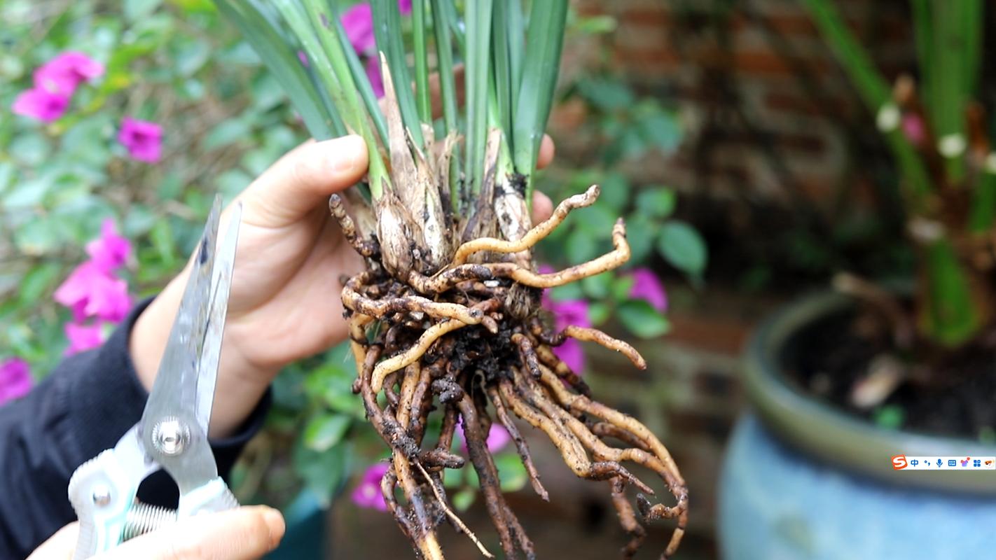 兰花僵芽是什么原因？兰花花芽僵芽怎么办