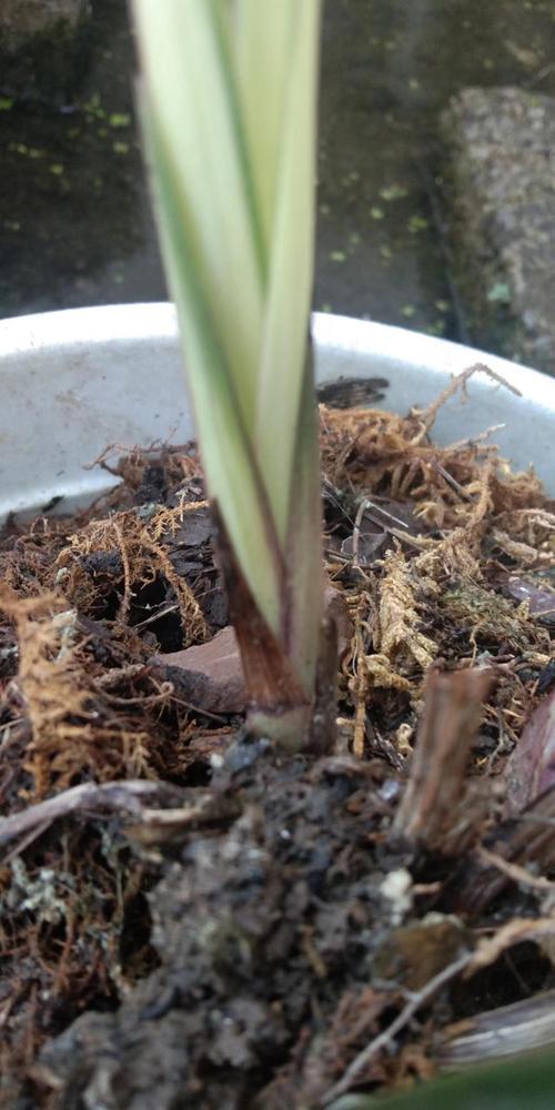 兰花僵芽是什么原因?兰花花芽僵芽怎么办