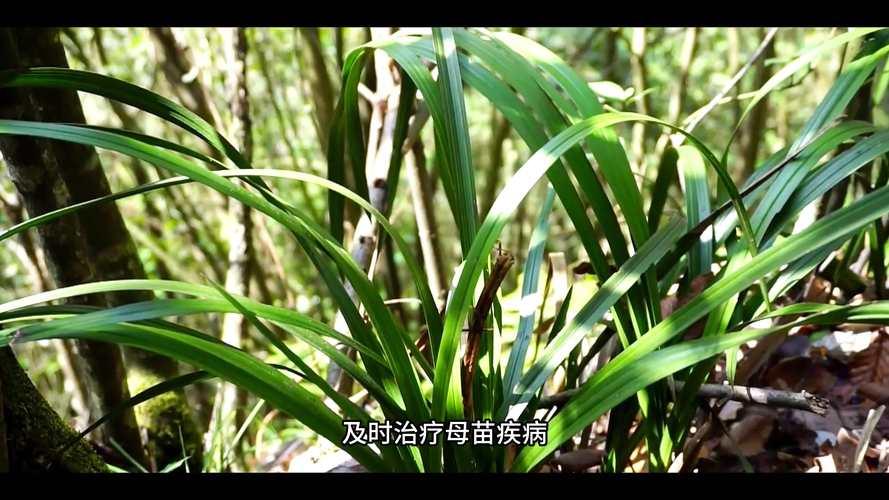 兰花僵芽是什么原因?兰花花芽僵芽怎么办