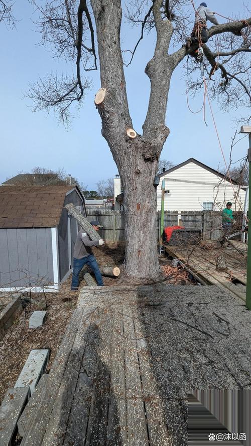 砍树有什么不好的地方？砍树有什么坏处