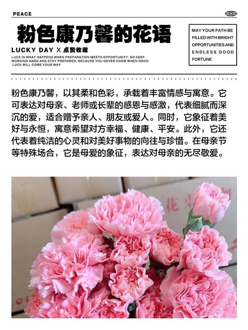 康乃馨象征意义及原因?康乃馨具有什么象征意义