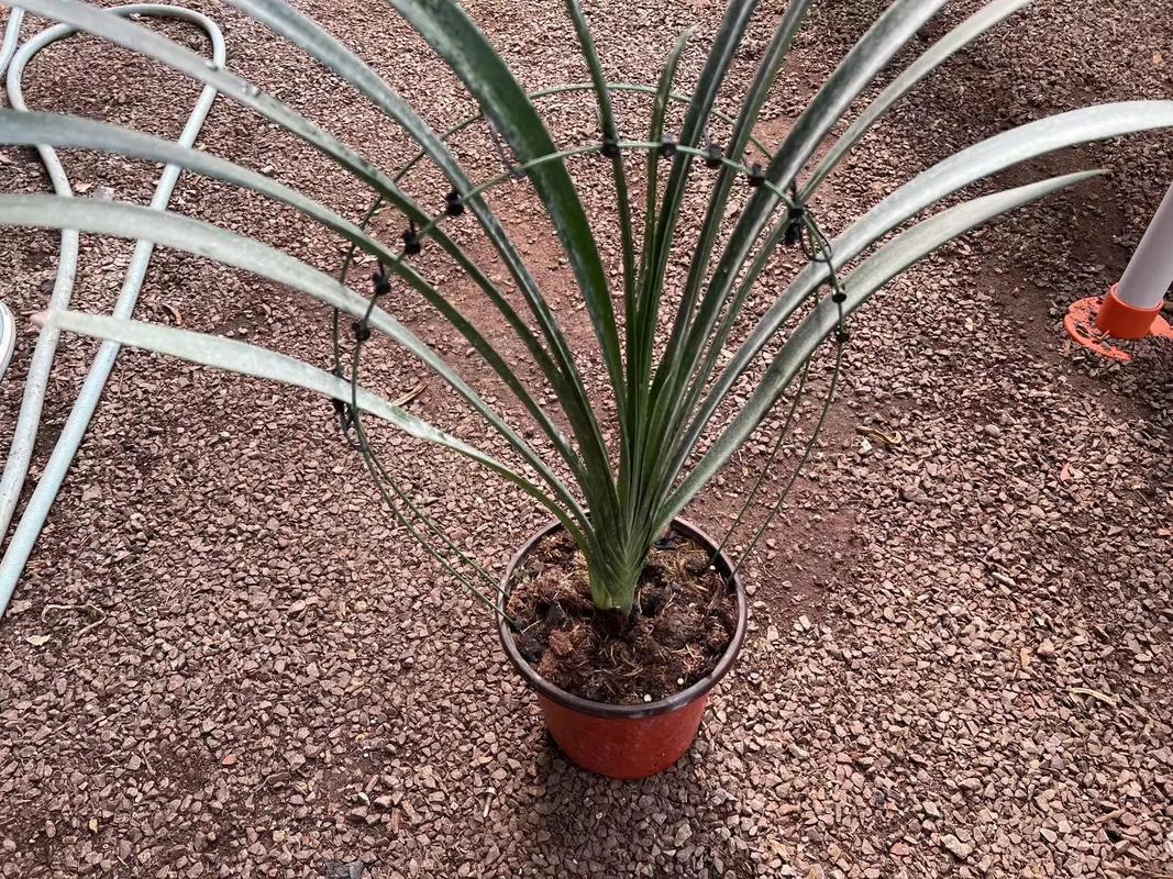 君子兰叶片矫正器有用吗？君子兰叶片不齐矫正用什么夹子