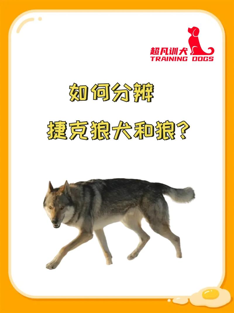 狼狗是狼和狗的杂交品种吗？狼犬是狼和犬杂交的品种吗
