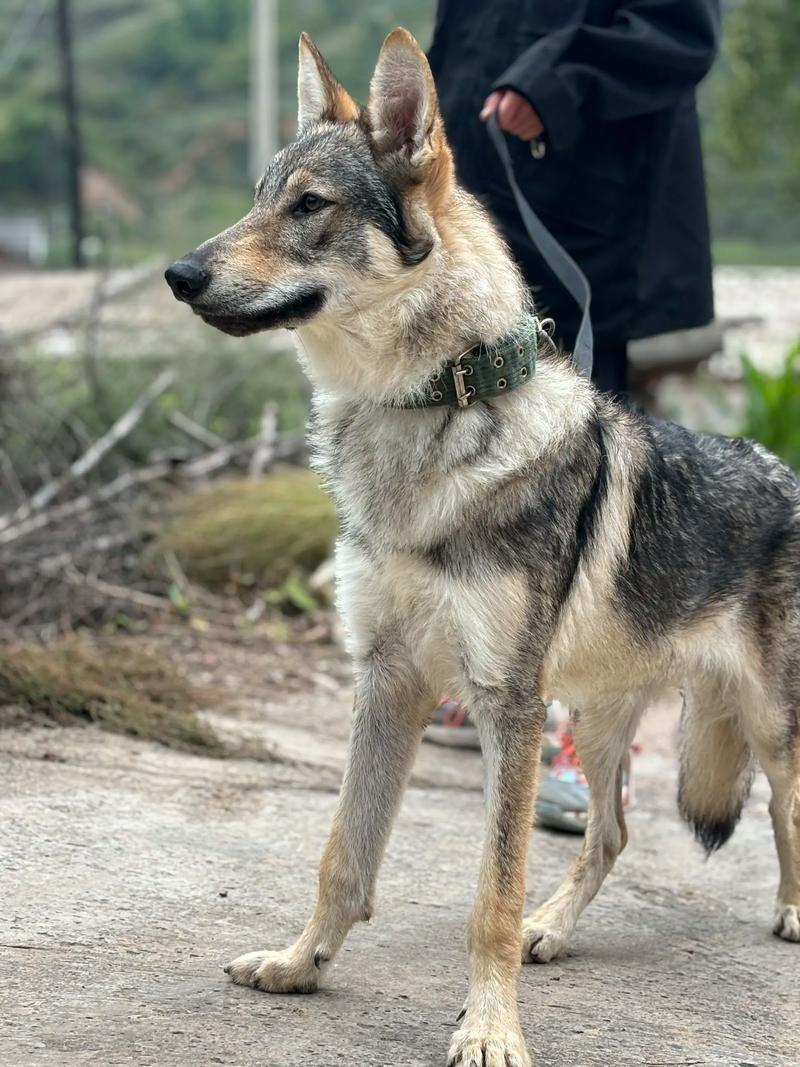 狼狗是狼和狗的杂交品种吗？狼犬是狼和犬杂交的品种吗