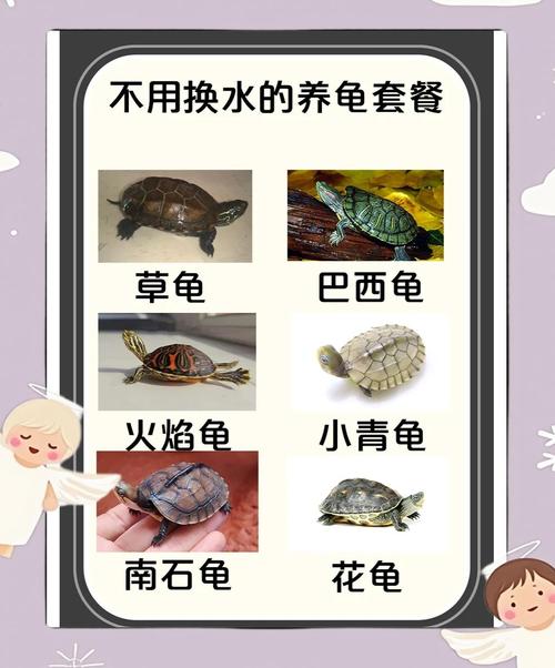 乌龟怎么打包寄快递？乌龟怎么打包寄快递没有苔藓