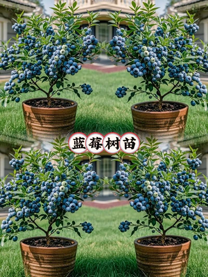 河南适不适合种蓝莓？河南适不适合种蓝莓树