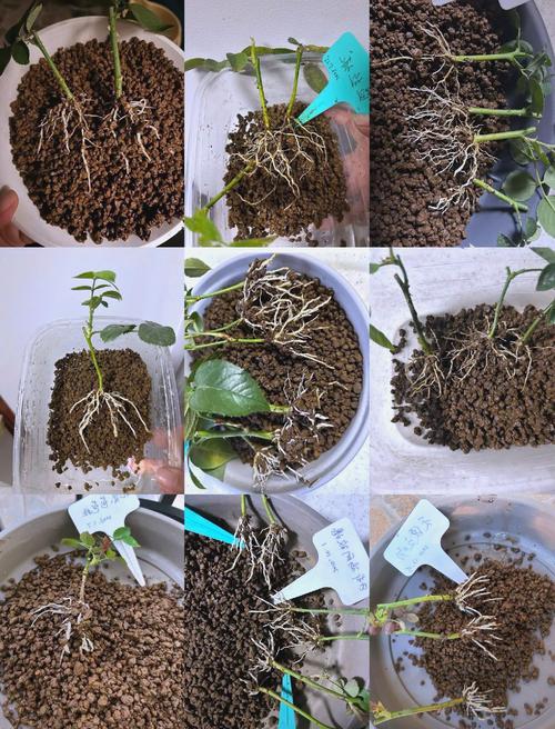 扦插的月季假活了怎么补救？月季扦插假活 拔掉嫩芽