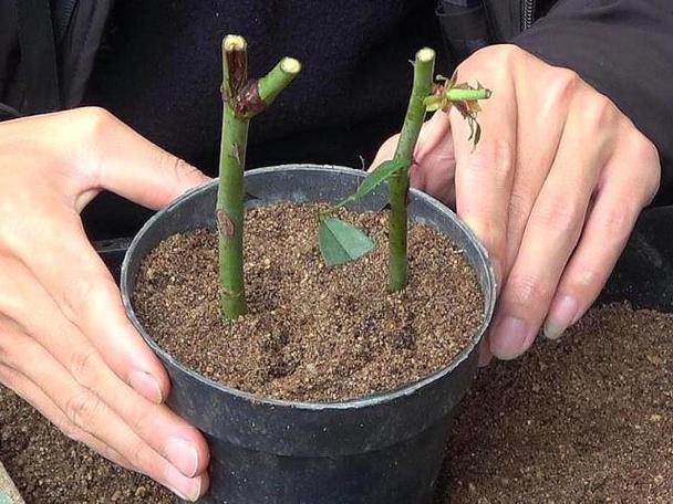 扦插的月季假活了怎么补救？月季扦插假活 拔掉嫩芽