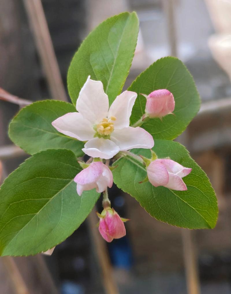 苹果树春天开花吗？苹果树春天发芽吗