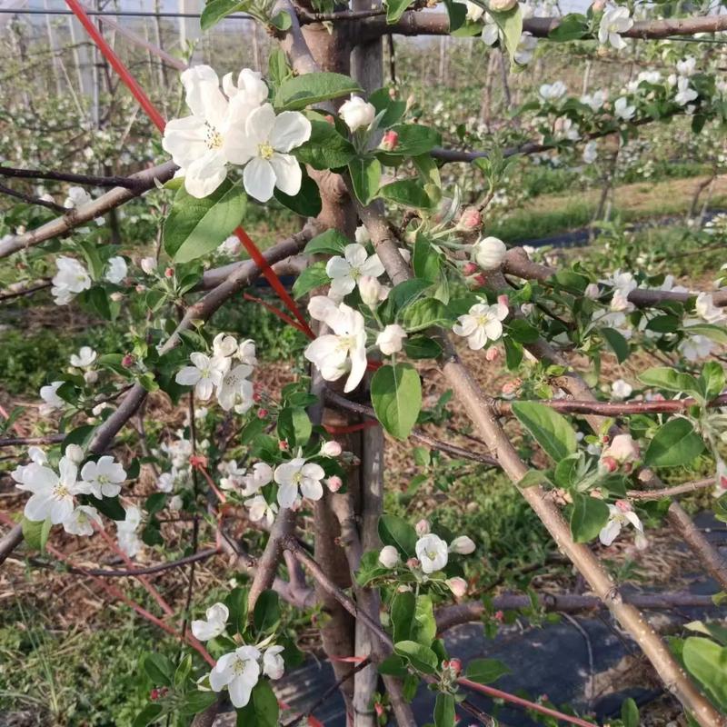 苹果树春天开花吗？苹果树春天发芽吗