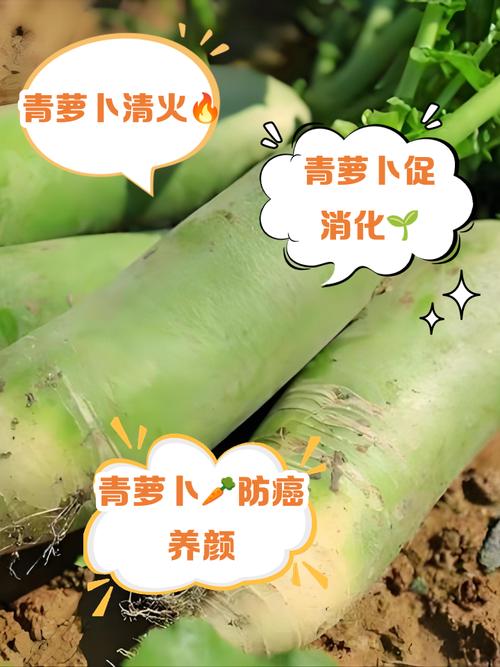 青萝卜胡萝卜能一起吃吗有毒吗？青萝卜和胡萝卜可以掺在一起吃吗