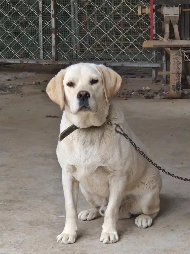 一只成年的拉布拉多每天要吃多少食物？成年拉布拉多每天吃多少克