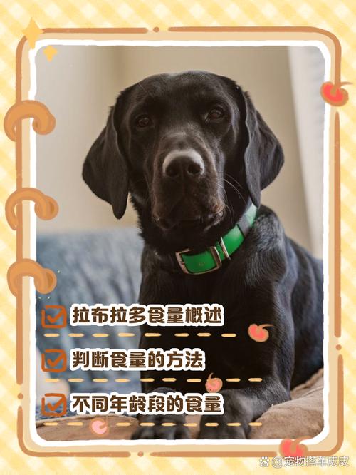 一只成年的拉布拉多每天要吃多少食物？成年拉布拉多每天吃多少克